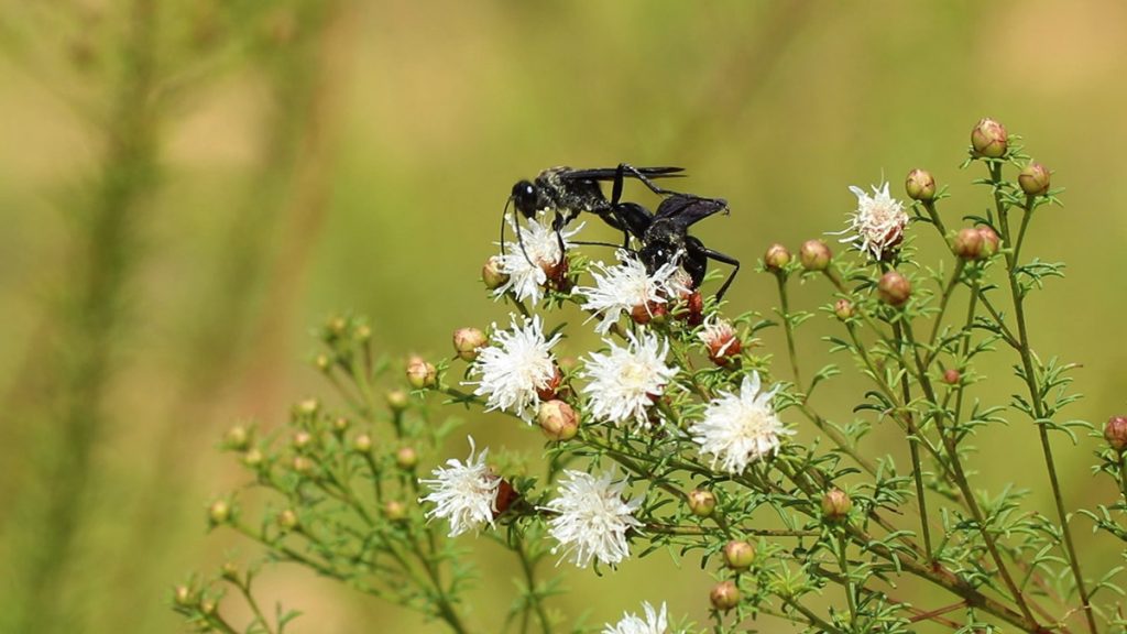 Two great black digger wasps on Summer farewell (Dalea pinnata)