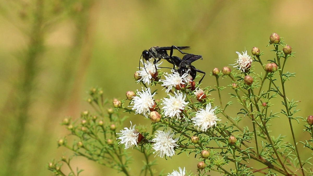 ECOVIEWS: Tumbleweed: A botanical success story