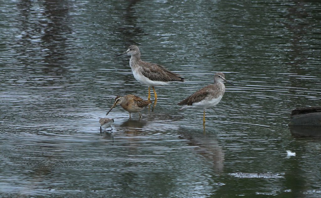 The taller birds are greater yellowlegs, the next largest, kind of brown bird is a short-billed dowitcher, and the smallest is a peep.