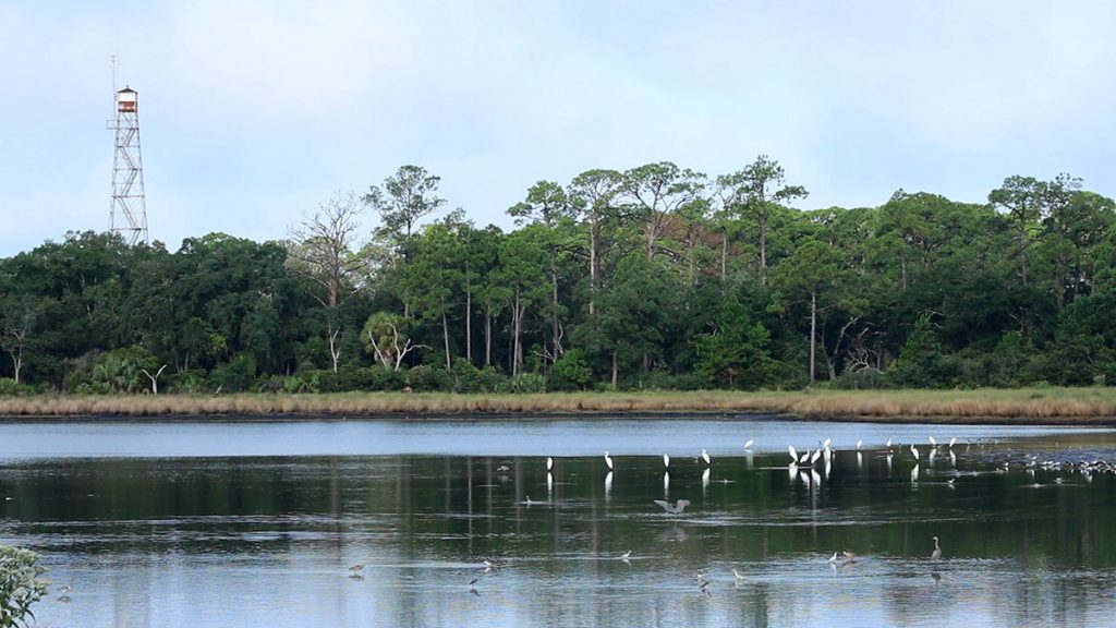 Various shorebirds and egrets on Tower Pond, Saint Marks National Wildlife Refuge.