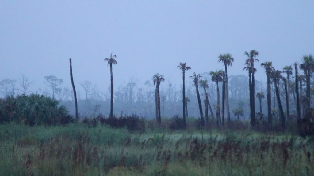 Mist and palm trees- early morning on the St. Marks National Wildlife Refuge