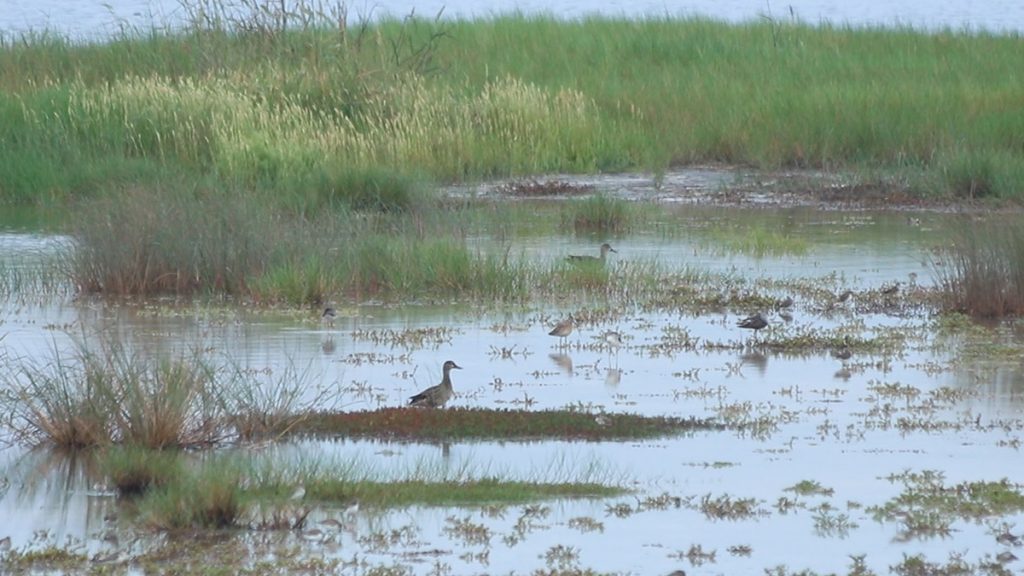 Blue-winged teal and various shorebirds forage in the grassy edge of Stony Bayou I.