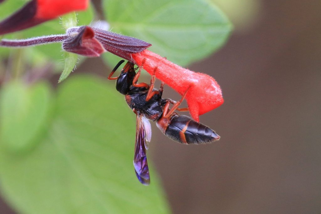 Red-marked Pachodynerus wasp (Pachodynerus erynnis) biting the base of a scarlet sage flower.
