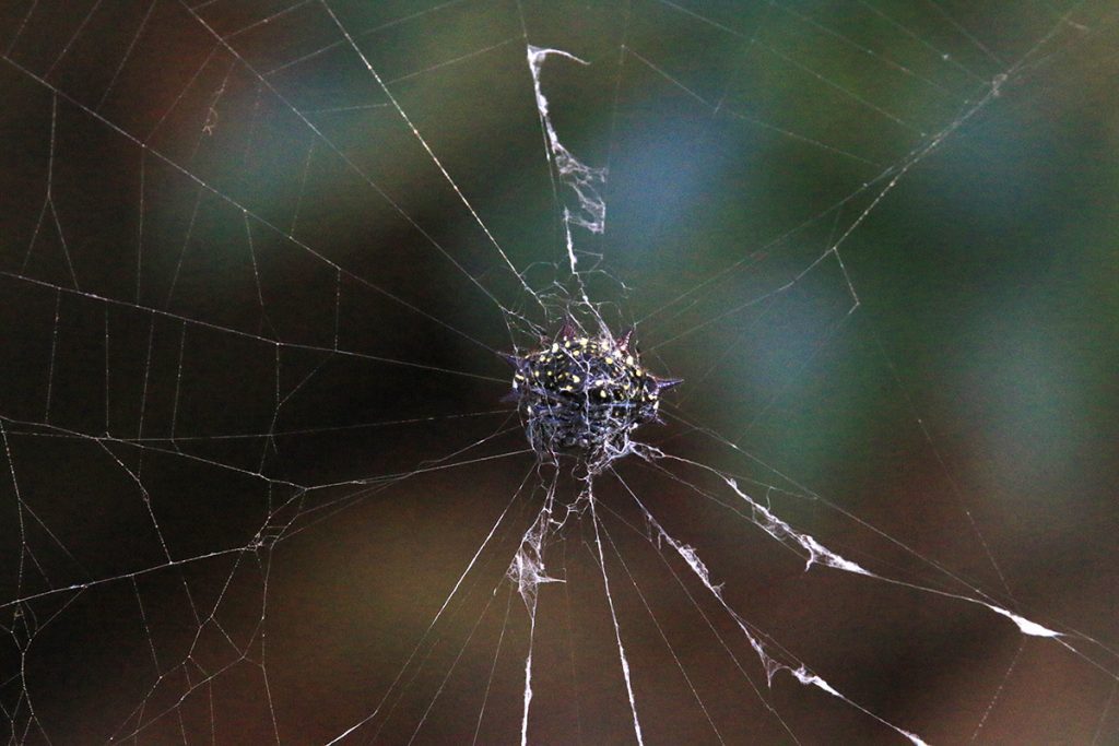 The underside of a spinybacked orbweaver (Gasteracantha cancriformis) on its web.