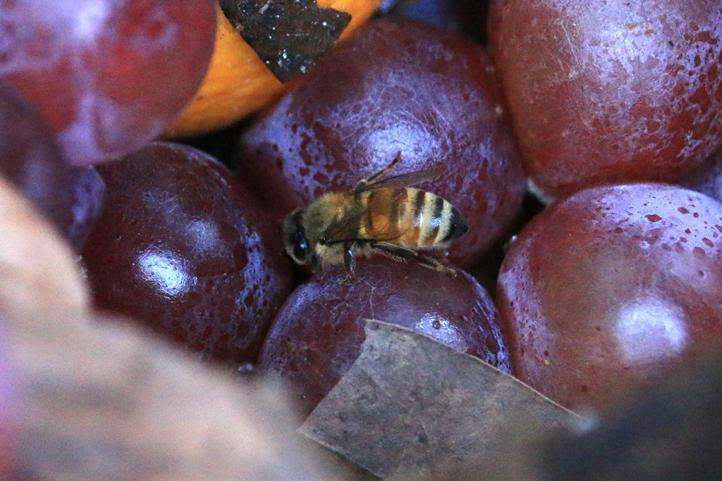 A honeybee feeds off of rotting grapes in our compost bin.