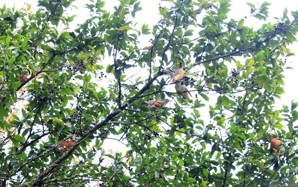 Robins and cedar waxwings in a cherry laurel tree.