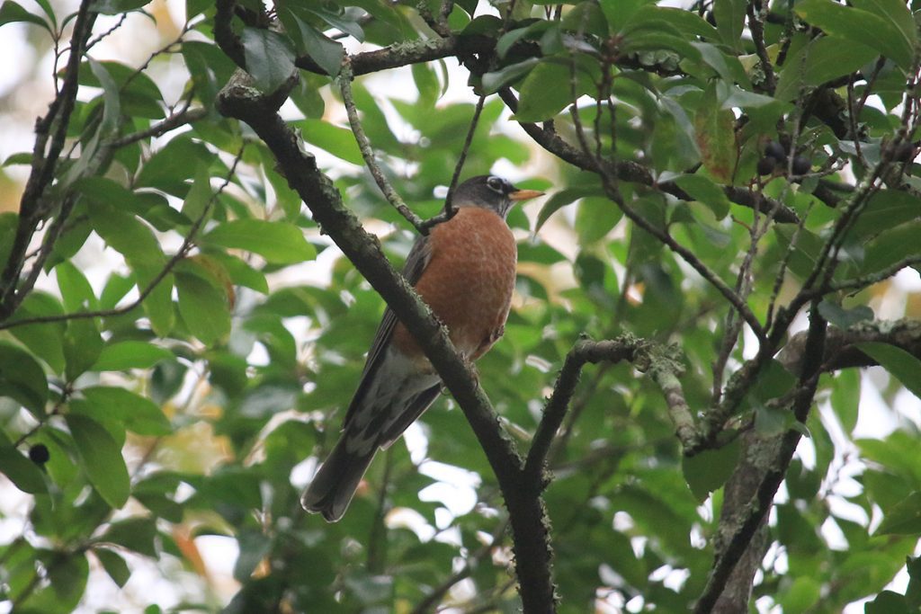 An American robin sits in a cherry laurel tree.