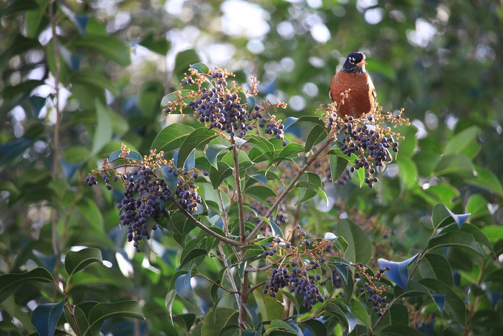 Robin by a cluster of Carolina cherry laurel berries.