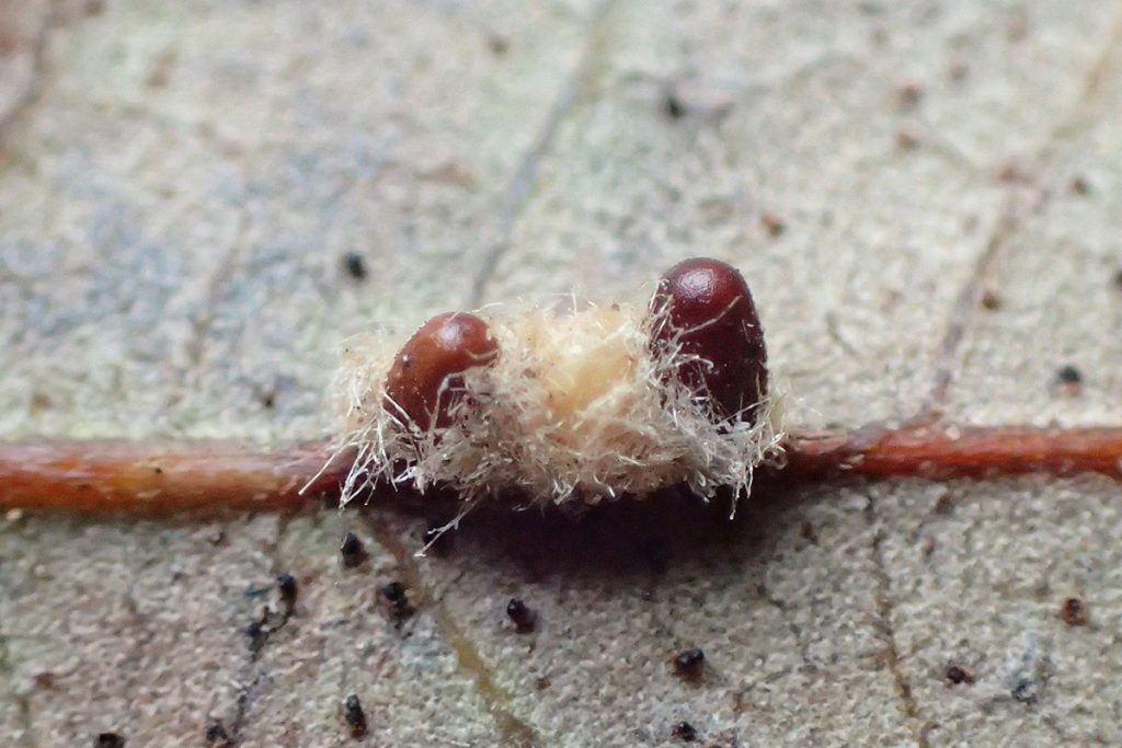 Wool-bearing Gall Wasp (Andricus quercuslanigera) under a leaf.