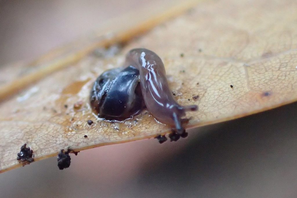 A slug crawls over some structure (a gall?) under a leaf.