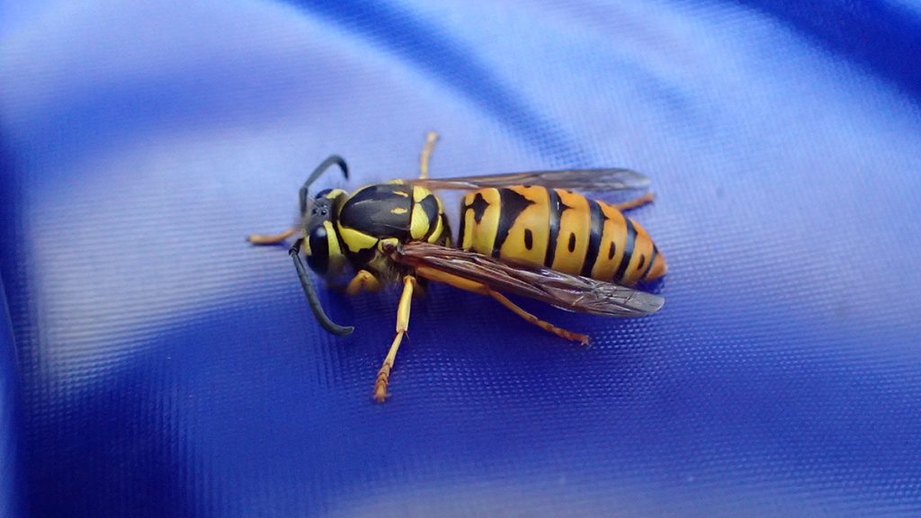 Eastern yellowjacket (Vespula maculifrons), possibly a queen