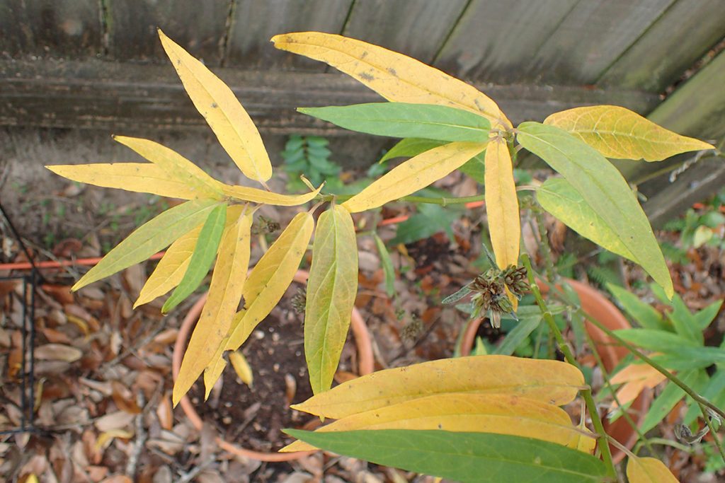 Yellowed pink swamp milkweed (Asclepias incarnata) leaves.