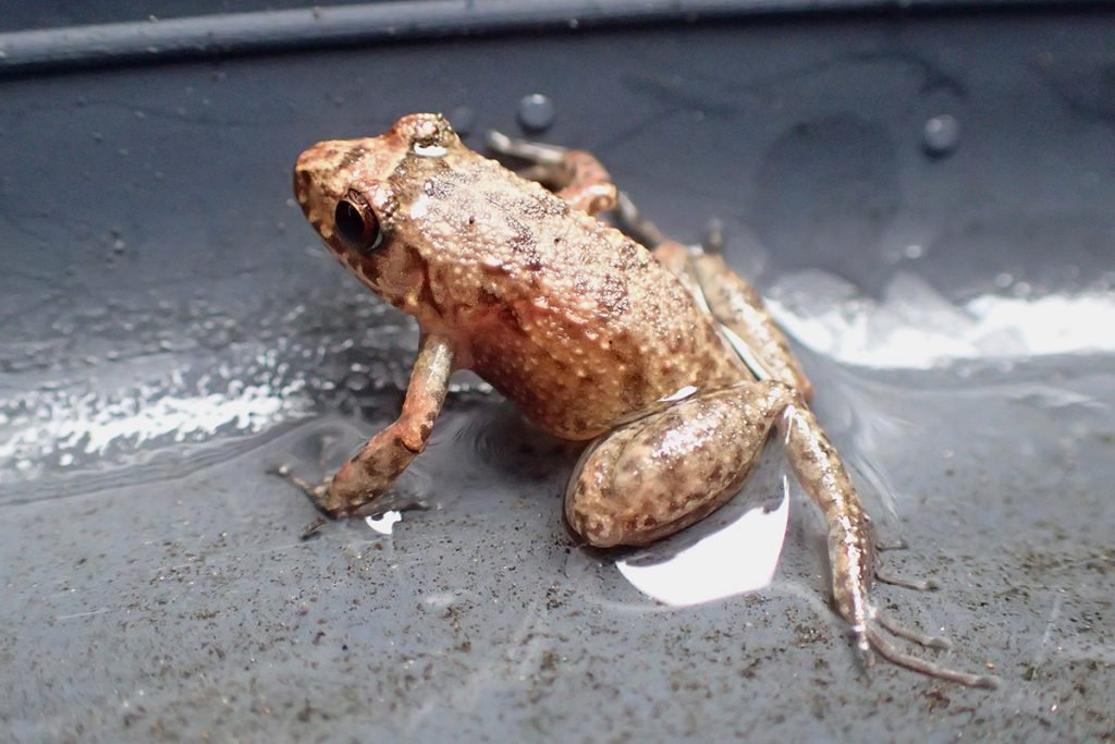 The invasive greenhouse frog ( Eleutherodactylus planirostris)