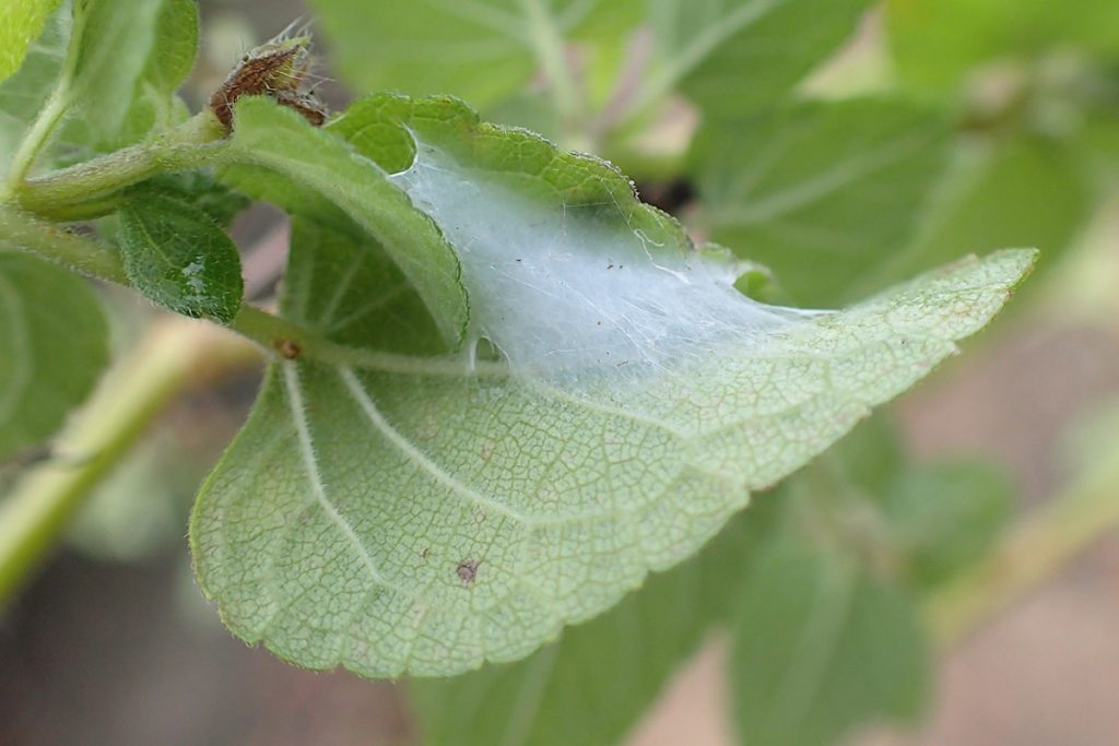 Insect pupae webbed between leaves.