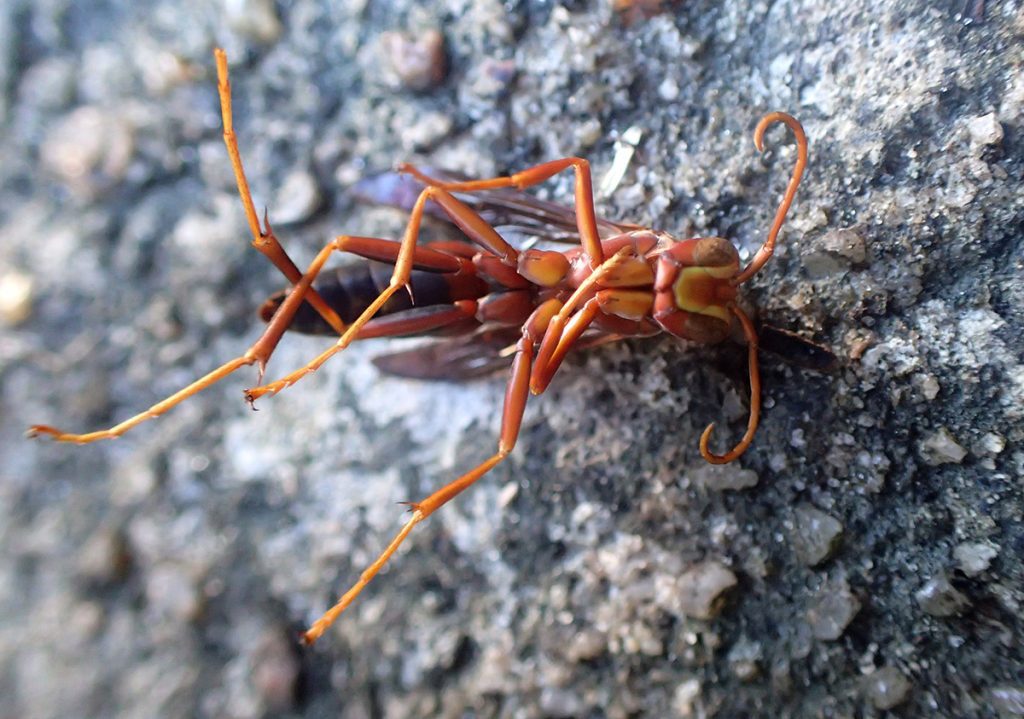 Dead metric paper wasp.