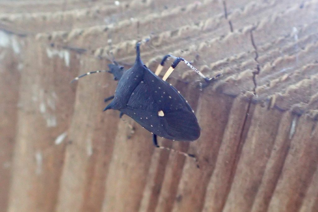 Black stink bug (Proxys punctalatus)