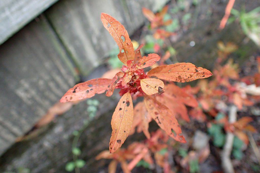 Slender three seeded Mercury in autumnal red.