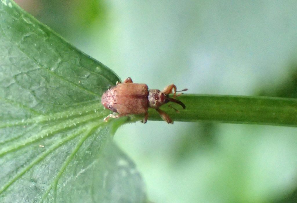 Ochyromera ligustri, a true weevil.
