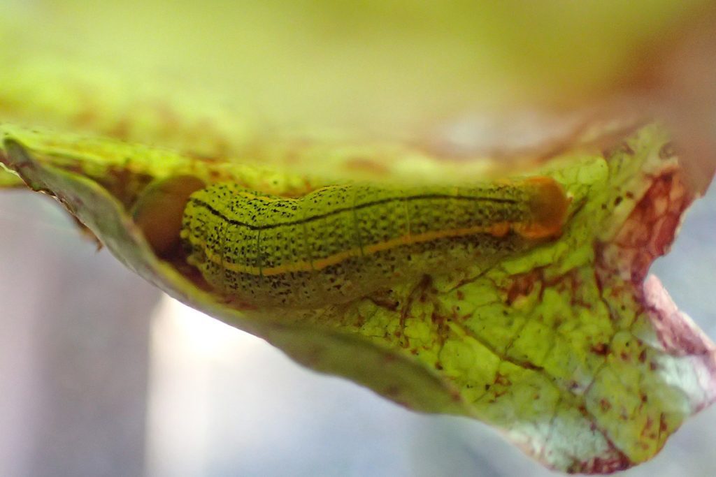 Long-tailed skipper caterpillar in a bean leaf.