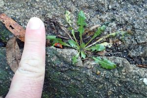 Common dandelion growing in a crack in the pavement.