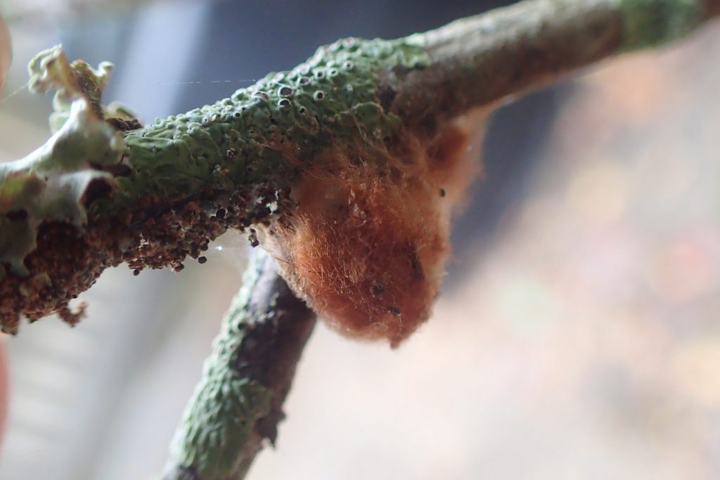 A fuzzy pink tangle of threads, a moth chrysalis found on a lichen covered branch.