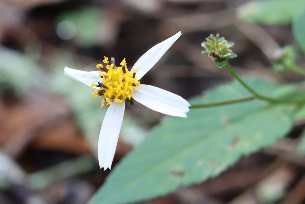 Bidens alba flower