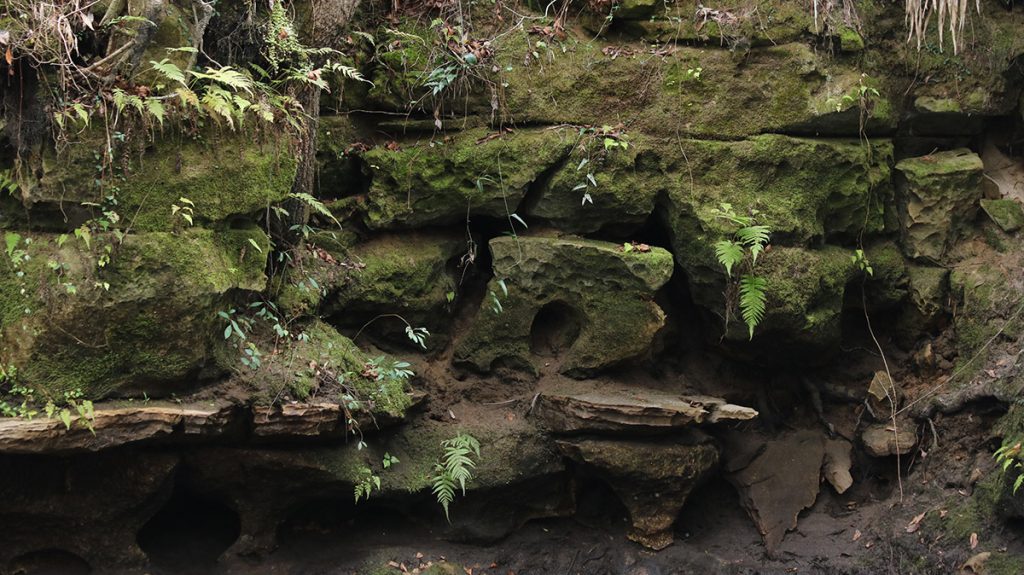 A fractured limestone wall along the Aucilla Sinks.