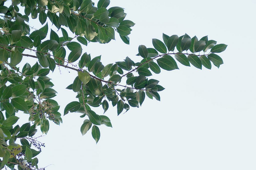 Glossy privet (Ligustrum lucidum) leaves and berries.