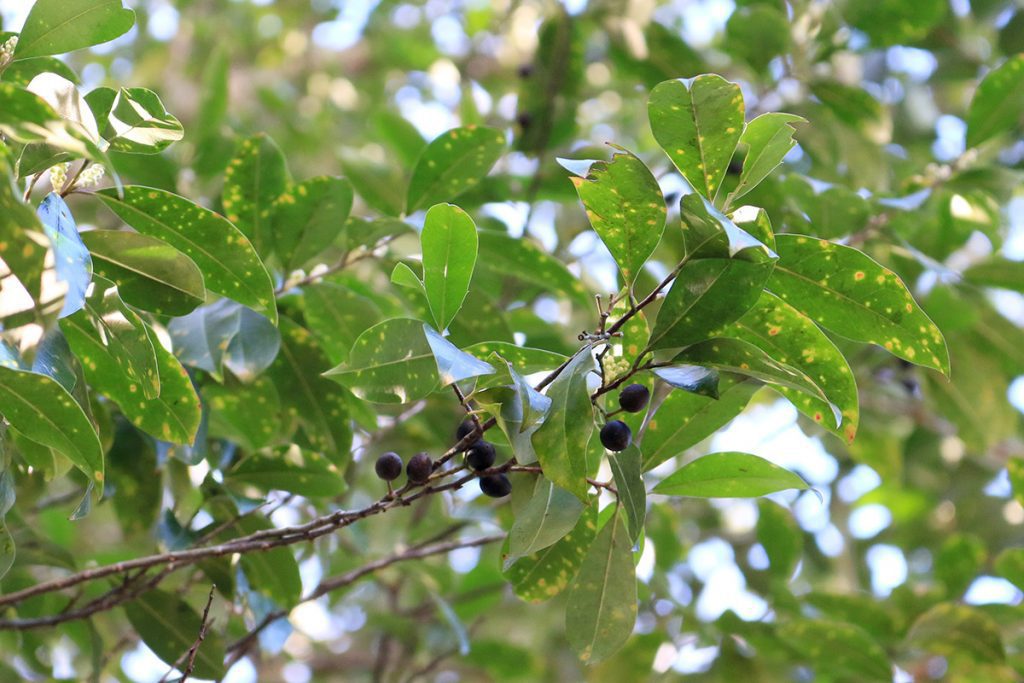 Carolina cherry laurel (Prunus caroliniana) berries.
