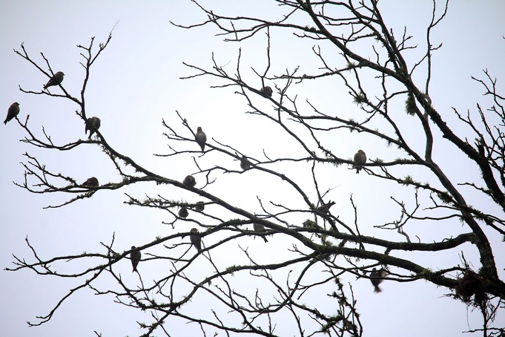 A flock of birds silhouetted in a leafless pecan tree.