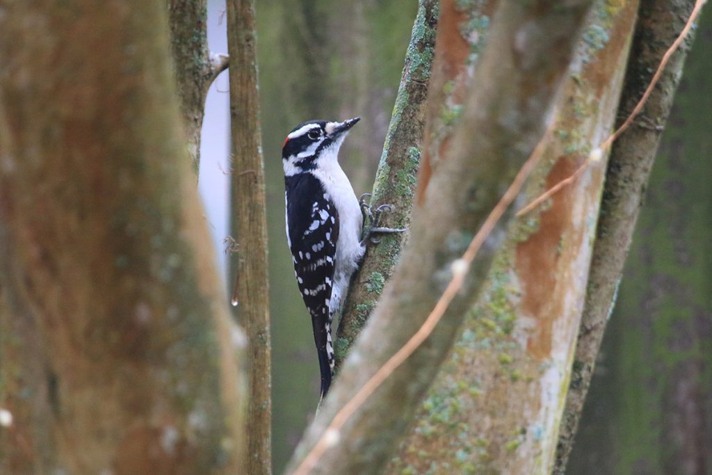 Downy woodpecker on a  crepe myrtle tree.