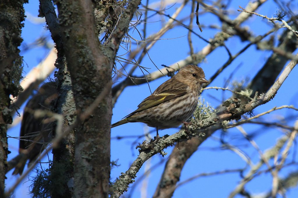 Pine siskin perches ona crepe myrtle, near a bird feeder.