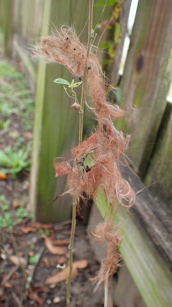 Grayish/ reddish clump of hair on fanpetal plant.
