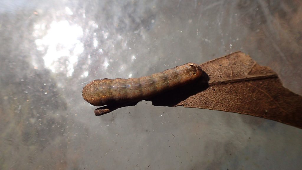 Cutworm caterpillar on leaf