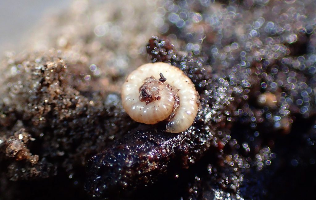 A white millipede curls up, on compost.