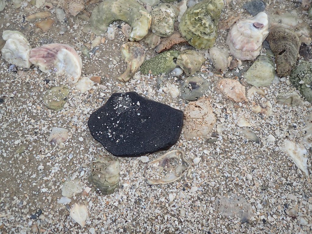 Oyster and clam shells surround a pottery shard on Saint Vincent Island beach.