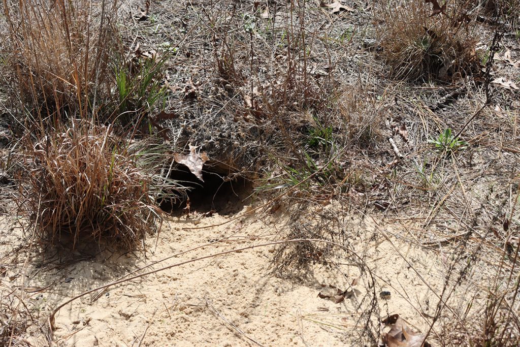 A gopher tortoise burrow in the Munson Sandhills, yellowish sand spread out before it.