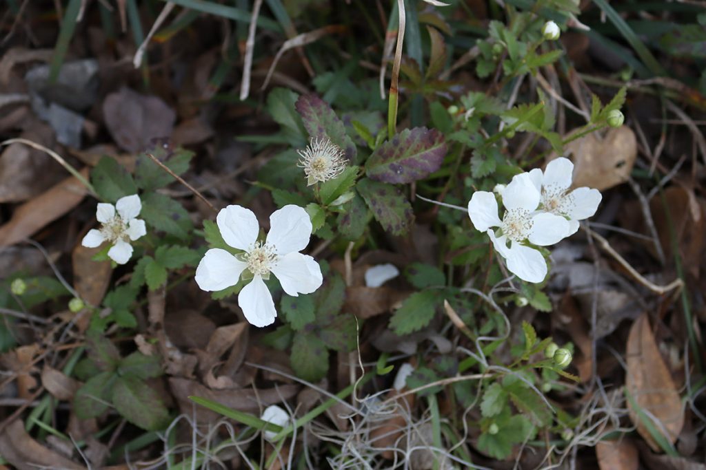 White dewberry flowers