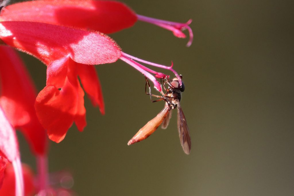 Dusky hoverfly (Ocyptamus fuscipennis) on scarlet salvia.
