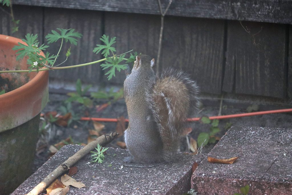 Squirrel eats Carolina crane's-bill seed pods.