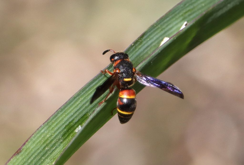 Euodynerus hidalgo, a mason wasp, rests on a spiderwort leaf.