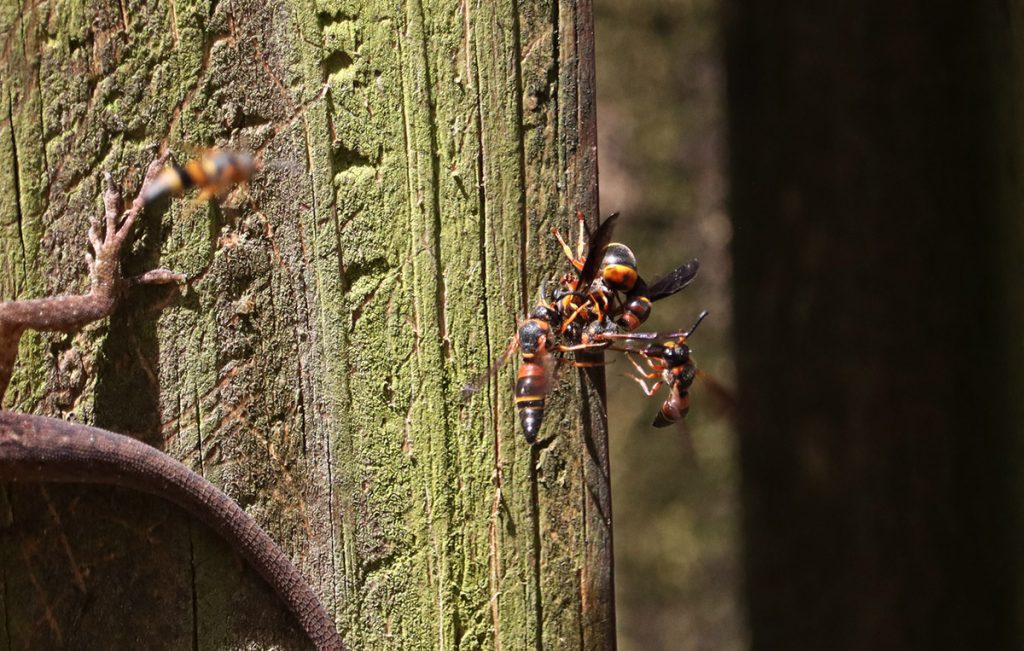 A cluster of Euodynerus hidalgo wasps by a green anole on the fence.