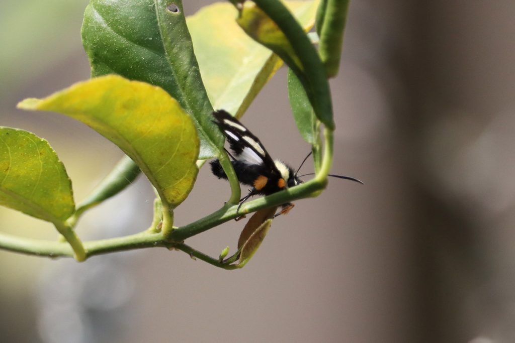 Eight-spotted forester moth (Alypia octomaculata) hides in the leaves of a Meyer lemon tree.