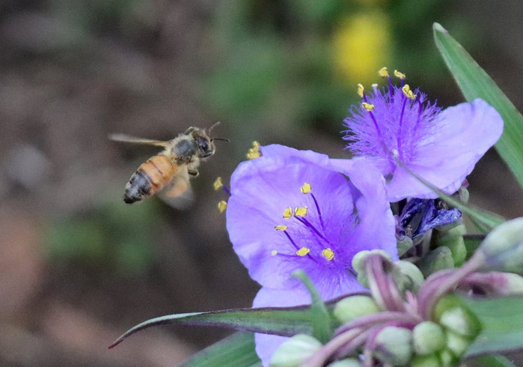 Honey bee visits Ohio spiderwort flowers.