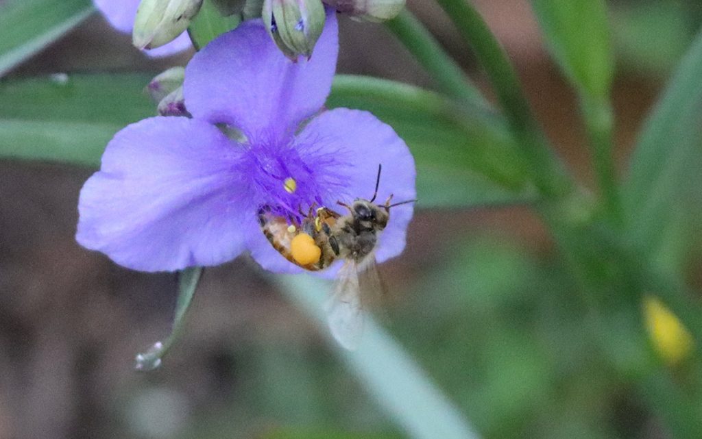 Honeybee on Ohio spiderwort flower.