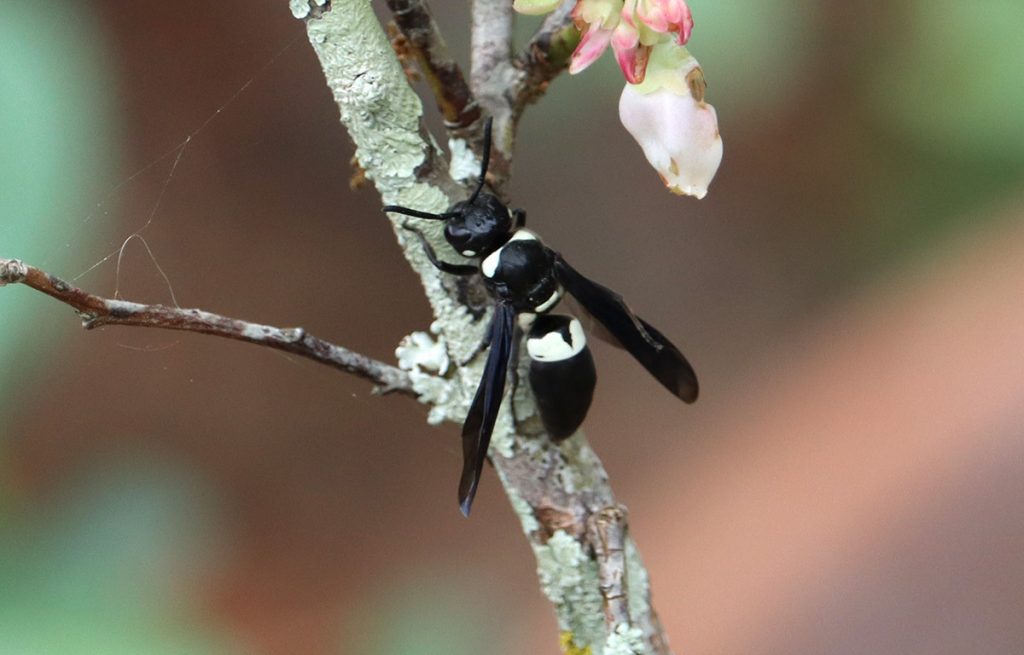 Four-toothed mason wasp.