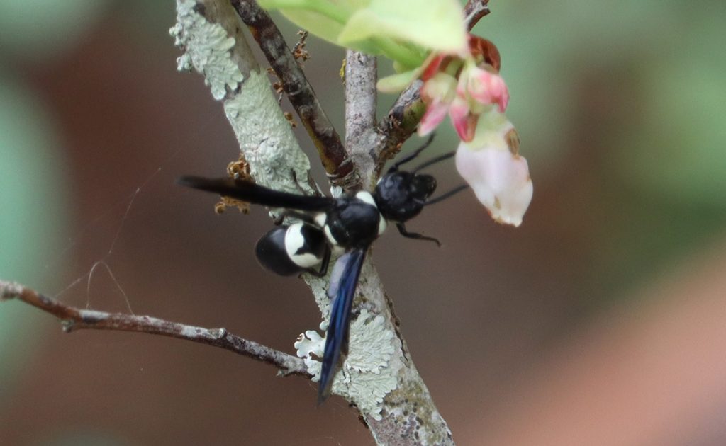 Four-toothed mason wasp, apparently nibbling a blueberry flower.