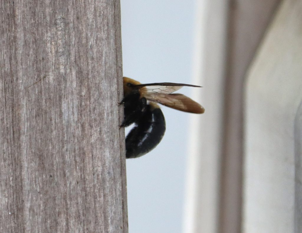 Carpenter bee enters its nest on a wooden post.