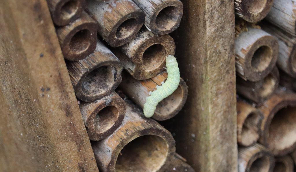 Green caterpillar on bee house tubes.