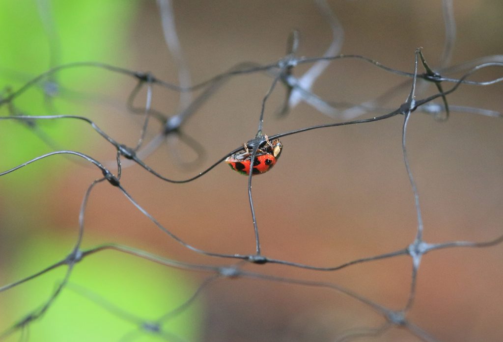 Asian lady beetle on netting.